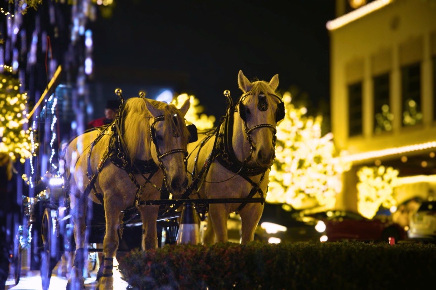 Two white draft horses in harness under holiday lights